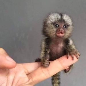 Meet your Posher, Gretchen